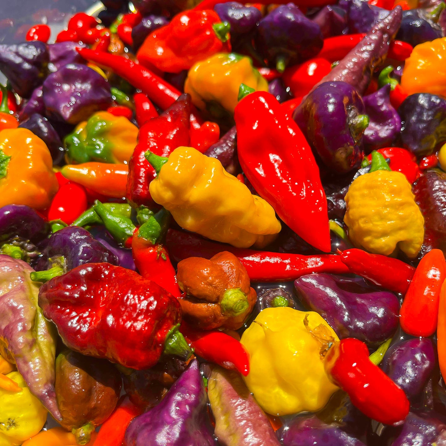 Yuzu Hot Honey β A Bold Citrus Heat Fusion